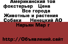 Американский той фокстерьер › Цена ­ 25 000 - Все города Животные и растения » Собаки   . Ненецкий АО,Нарьян-Мар г.